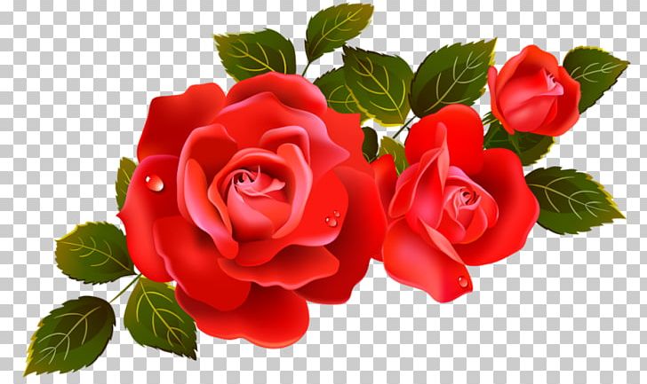 Rose Flower PNG, Clipart, Begonia, Bud, Clip Art, Cut Flowers, Decoupage Free PNG Download