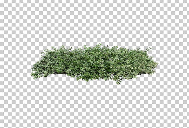 Shrub Plant Tree PNG, Clipart, 3d Computer Graphics, Cotoneaster, Evergreen, Foliage, Food Drinks Free PNG Download
