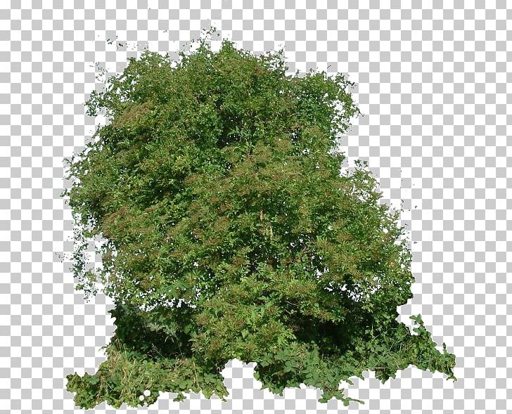 Shrub Texture Mapping Branch 3D-Textur Tree PNG, Clipart, 3d Computer Graphics, 3dtextur, Biome, Branch, Computeraided Design Free PNG Download