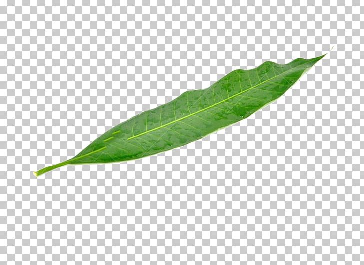 Leaf Mango Green Mangifera Indica PNG, Clipart, Autumn Leaf, Designer, Download, Fruit, Fruit Nut Free PNG Download