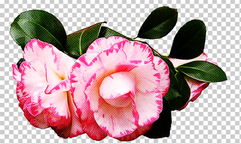 Artificial Flower PNG, Clipart, Artificial Flower, Camellia, Cut Flowers, Flower, Impatiens Free PNG Download