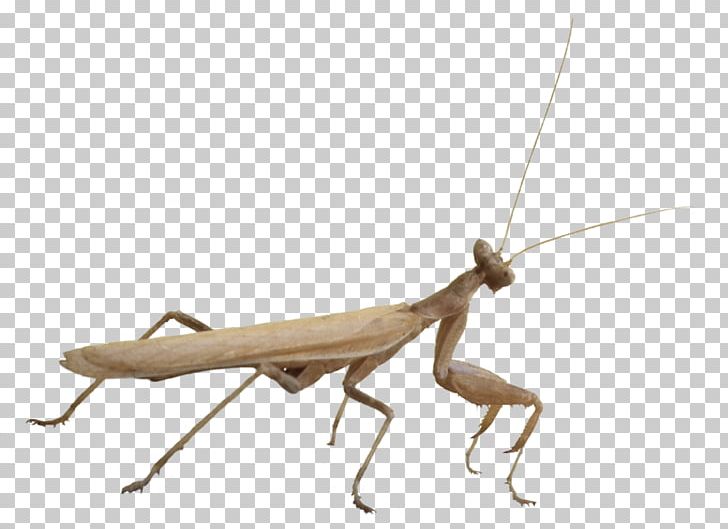 Mantis Insect Fauna Pest PNG, Clipart, Animals, Arthropod, Fauna, Insect, Invertebrate Free PNG Download
