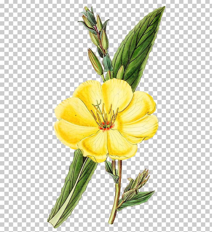 Oenothera Glazioviana Flowering Tea PNG, Clipart, Coloring Book, Cut Flowers, Evening Primrose, Eveningprimroses, Floristry Free PNG Download