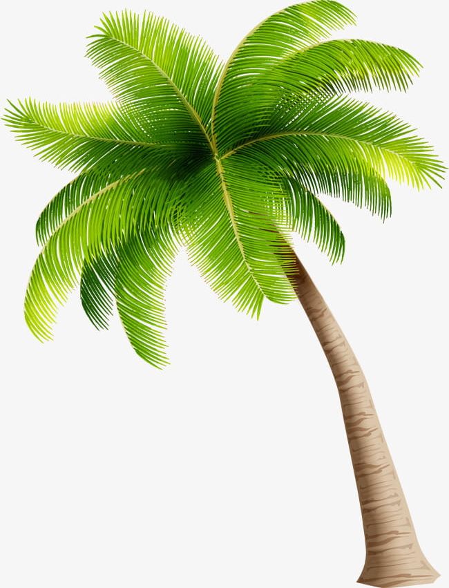 Simple Green Coconut Trees PNG, Clipart, Coconut, Coconut Clipart, Coconut Clipart, Coconut Tree, Decorative Free PNG Download