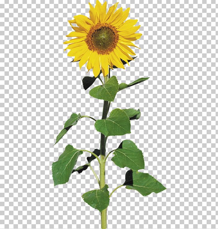 Common Sunflower Sunflower Seed PNG, Clipart, Asterales, Cdr, Daisy Family, Flower, Flowers Free PNG Download