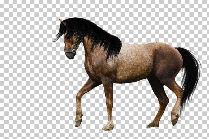 Horse PNG, Clipart, Horse Free PNG Download