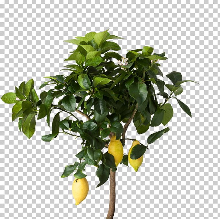 Lemon Houseplant IKEA Flowerpot PNG, Clipart, Areca Palm, Branch, Calamondin, Citrus, Flower Free PNG Download