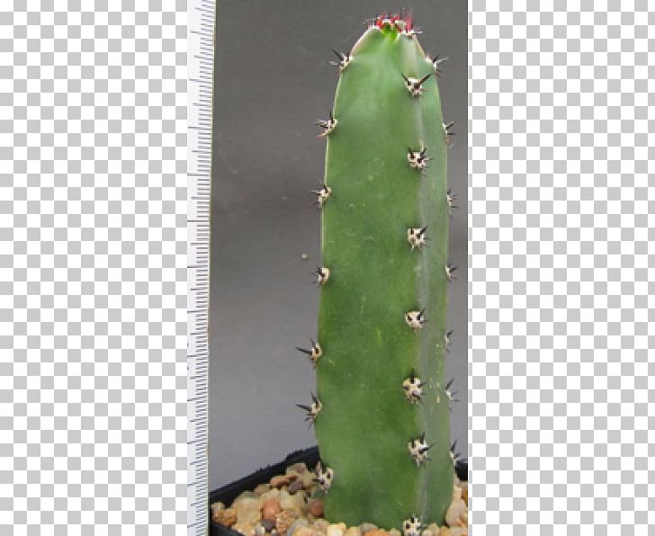 Eastern Prickly Pear Nopalito Triangle Cactus San Pedro Cactus PNG, Clipart, Acanthocereus, Acanthocereus Tetragonus, Cactus, Caryophyllales, Eastern Prickly Pear Free PNG Download