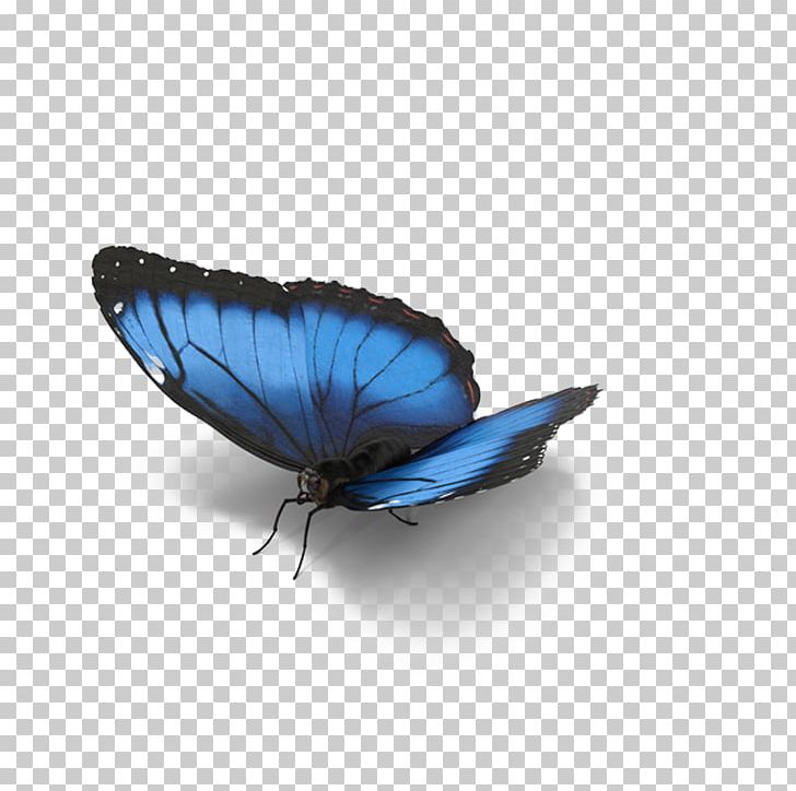 Butterfly Morpho Menelaus Lycaenidae Blue PNG, Clipart, Arthropod, Blue, Blue Abstract, Blue Background, Blue Border Free PNG Download