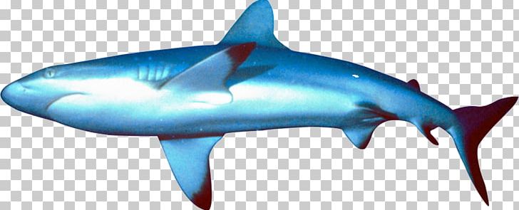 Great White Shark Requiem Shark Ocean Bathyal Zone Marine Biology PNG, Clipart, Animal, Attack, Bathyal Zone, Been, Biology Free PNG Download