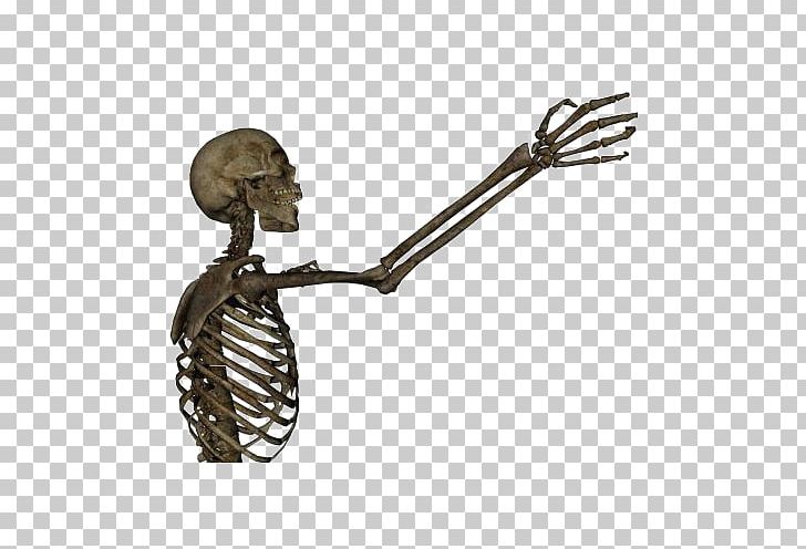 Human Skeleton Arm Bone PNG, Clipart, Anatomy, Arm, Bone, Clavicle, Clip Art Free PNG Download