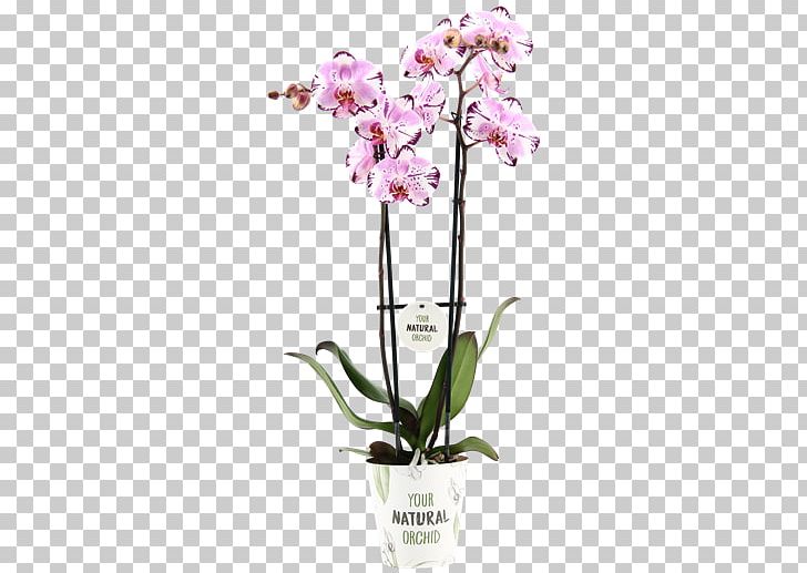 Moth Orchids Cattleya Orchids Cut Flowers PNG, Clipart,  Free PNG Download