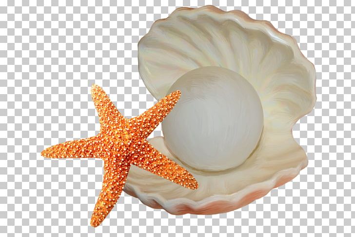Seashell Starfish Illustration PNG, Clipart, Animals, Bijou, Cartoon Starfish, Conch, Conchology Free PNG Download
