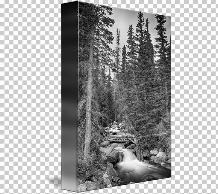 State Park Stock Photography Pine PNG, Clipart, Black And White, Forest, Landscape, Monochrome, Monochrome Photography Free PNG Download