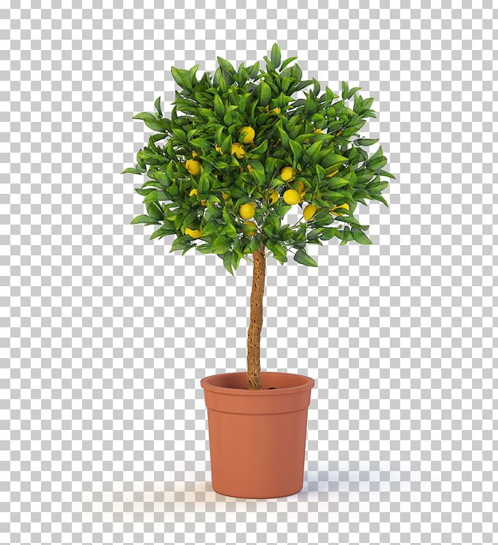Topiary Tree Flowerpot Garden Weeping Fig PNG, Clipart, Calamondin, Container Garden, Evergreen, Fig Tree, Fig Trees Free PNG Download