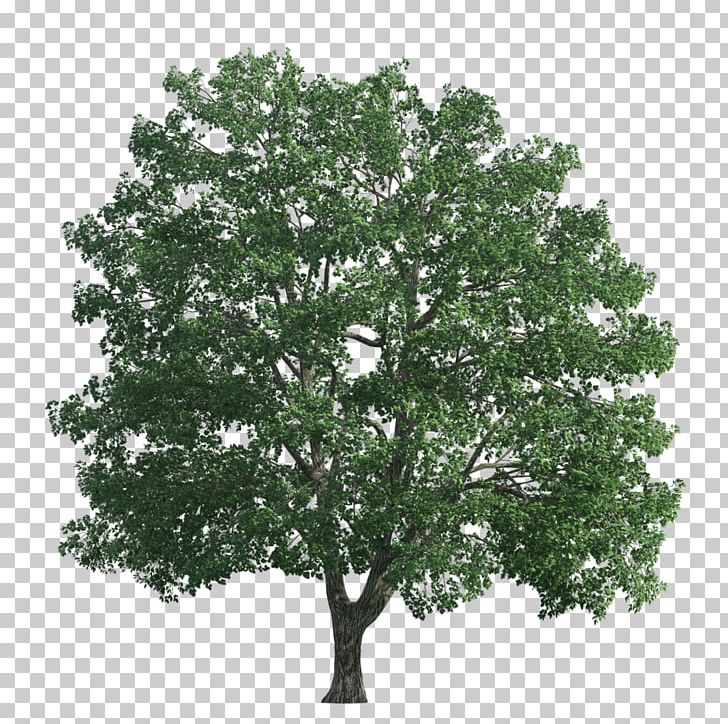 Tree Transparency And Translucency PNG, Clipart, Agac, Agac Resimleri, Branch, Computer Icons, Computer Software Free PNG Download
