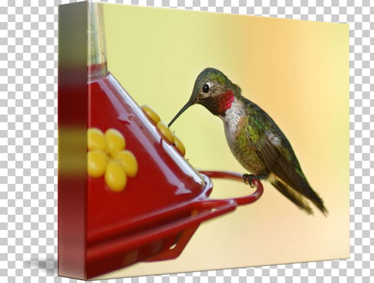 Hummingbird Beak Fauna Pollinator PNG, Clipart, Animals, Beak, Bird, Fauna, Hummingbird Free PNG Download