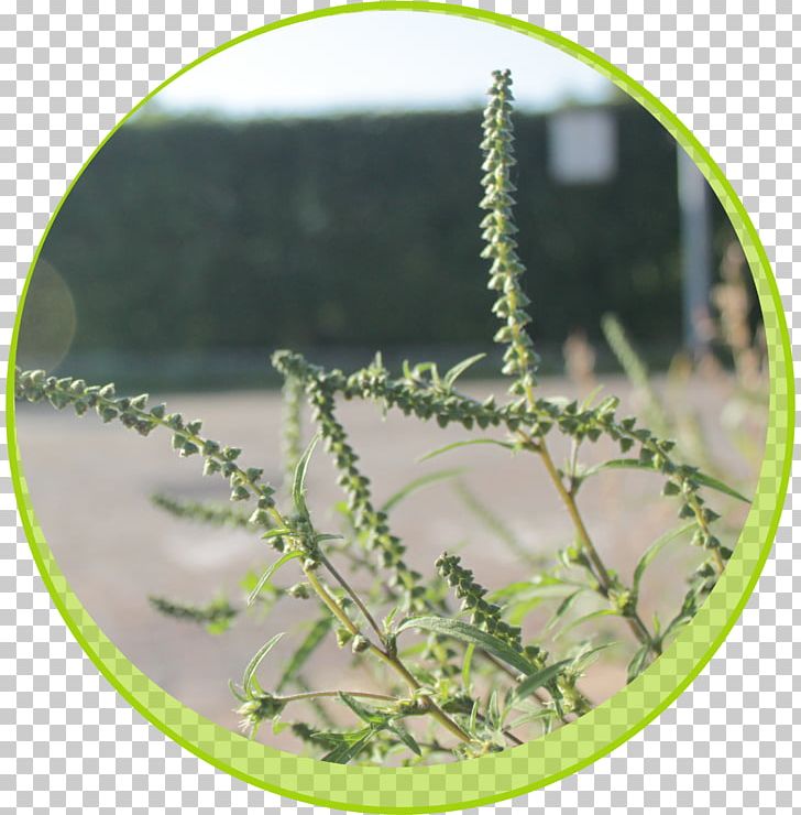 Leaf Annual Ragweed Plant Stem Pollen PNG, Clipart, Ambrosia, Annual Ragweed, Flora, Flower, Grass Free PNG Download