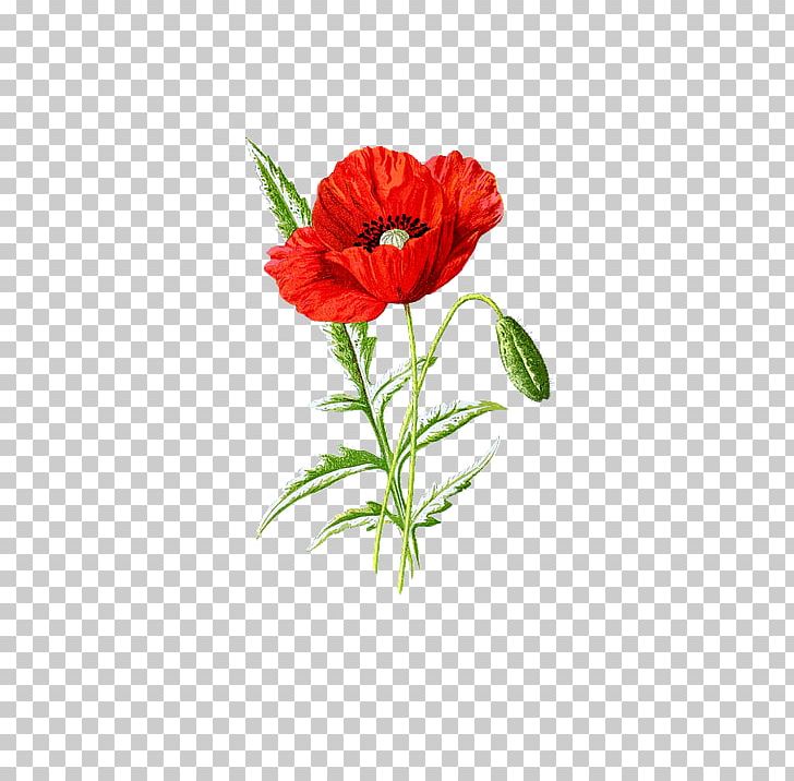 Poppy Seed Supreme Flower PNG, Clipart, Annual Plant, Carnation, Common Poppy, Coquelicot, Cut Flowers Free PNG Download