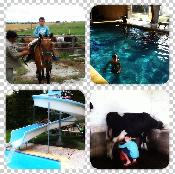 Horse Recreation Leisure Swimming Pool Vacation PNG, Clipart, Animals, Horse, Horse Like Mammal, Leisure, Recreation Free PNG Download