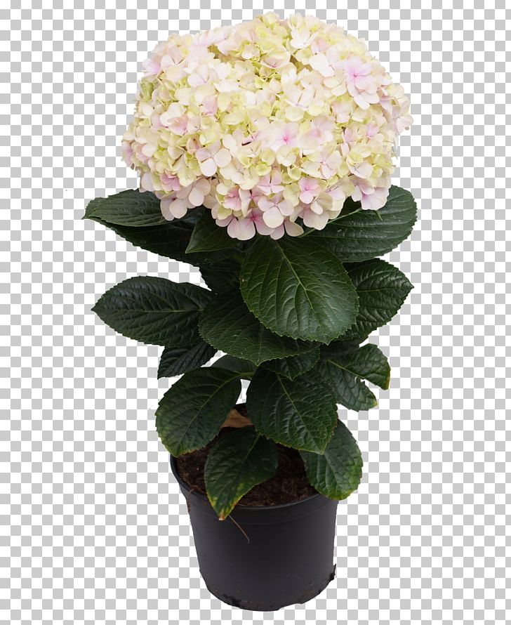 Hydrangea Flowerpot Artificial Flower Cut Flowers PNG, Clipart, Artificial Flower, Avantgarde Music, Cornales, Cut Flowers, Flower Free PNG Download