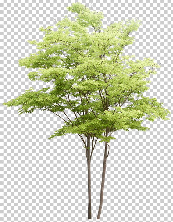 Populus Nigra Tree Watercolor Painting Landscape Architecture PNG, Clipart, Architectural Rendering, Architecture, Branch, Christmas Tree, Cottonwood Free PNG Download