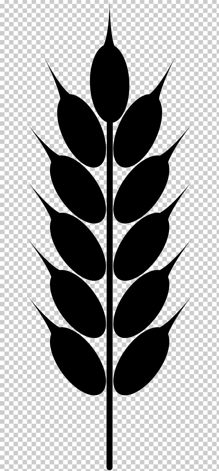 Wheat Grain PNG, Clipart, Black And White, Branch, Computer Icons, Drawing, Flora Free PNG Download