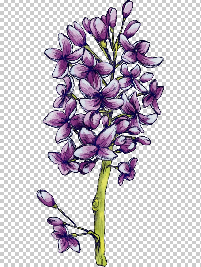 Flower Plant Lilac Purple Violet PNG, Clipart, Cut Flowers, Dendrobium, Drawing Flower, Floral Drawing, Flower Free PNG Download