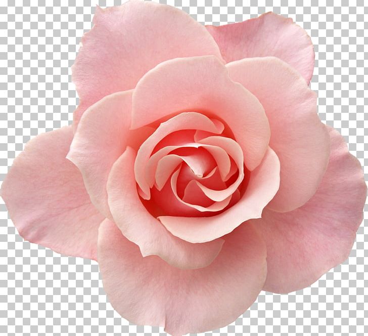 Photography Rose Pink PNG, Clipart, Camellia, China Rose, Desktop Wallpaper, Floribunda, Flower Free PNG Download