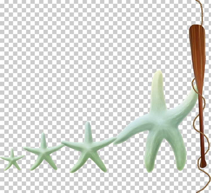 Starfish PNG, Clipart, Adobe Illustrator, Computer Graphics, Download, Echinoderm, Food Drinks Free PNG Download