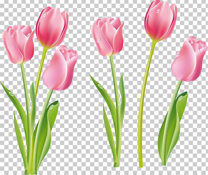 Tulip Flower PNG, Clipart, Cartoon, Creative, Cut Flowers, Download, Euclidean Vector Free PNG Download
