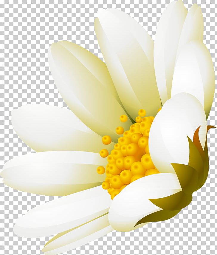 White Flower Advertising DenizBank PNG, Clipart, Advertising, Camomile, Denizbank, Flower, Flowering Plant Free PNG Download