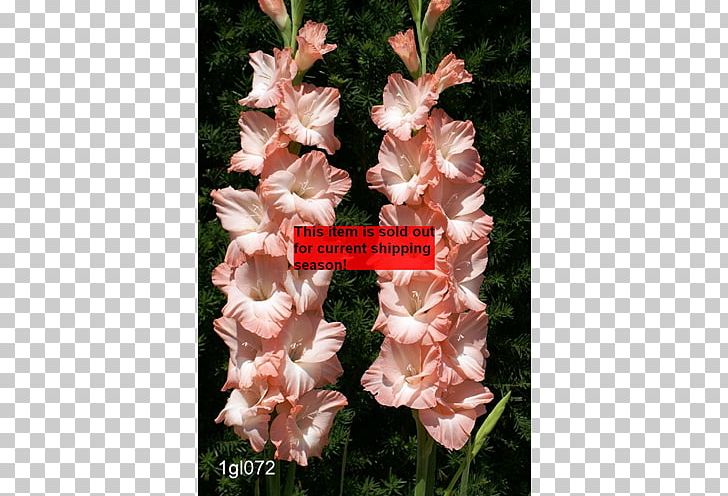 Gladiolus Pink Rose Birth Flower Iris Family PNG, Clipart, Alocasia, Birth Flower, Bulb, Carnation, Cut Flowers Free PNG Download