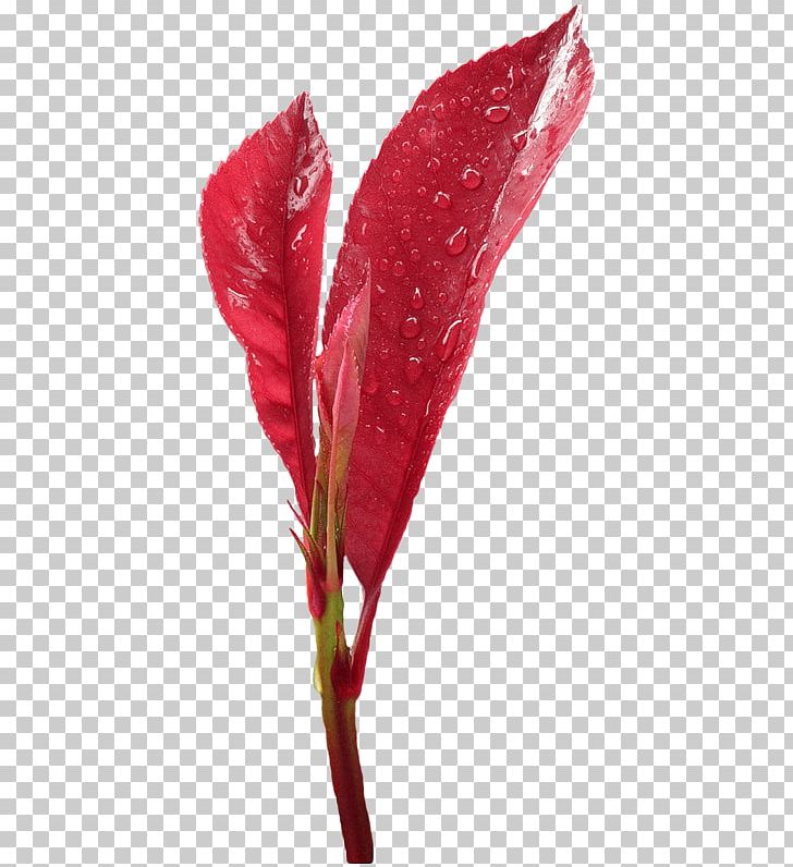 Leaf Bud PNG, Clipart, Bud, Download, Flower, Image File Formats, Leaf Free PNG Download