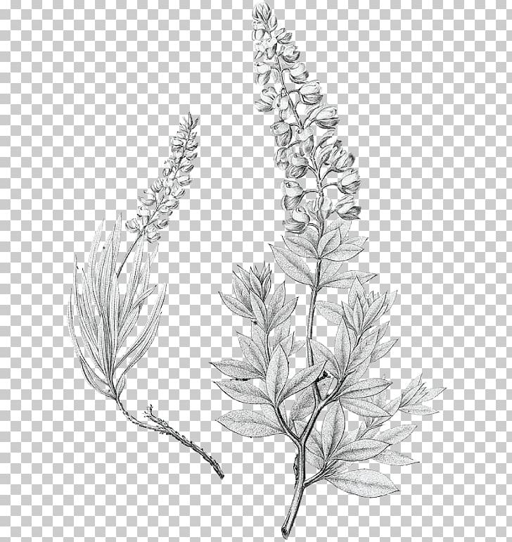 Lupinus Texensis Bluebonnet Drawing Texas PNG, Clipart, Black And White, Branch, Coloring Book, Commodity, Flora Free PNG Download