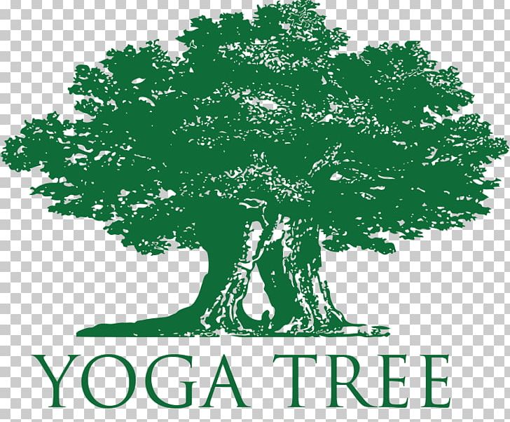 Yoga Tree Castro Yoga Tree Hayes Yoga Tree Valencia Yoga Tree Potrero Hill PNG, Clipart, Asana, Ashtanga Vinyasa Yoga, Classpass, Grass, Green Free PNG Download