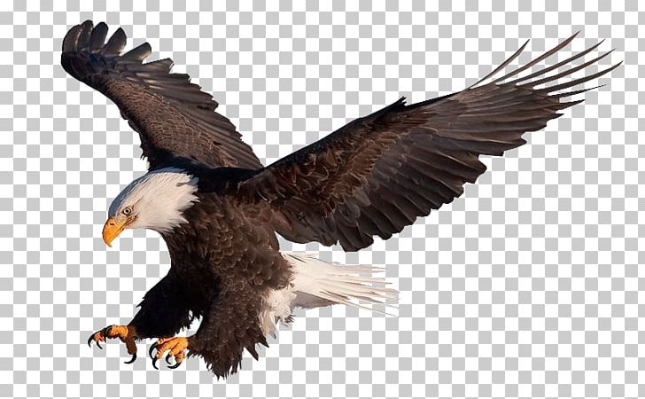 Bald Eagle Vulture PNG, Clipart, Accipitriformes, Animals, Art, Bald Eagle, Beak Free PNG Download