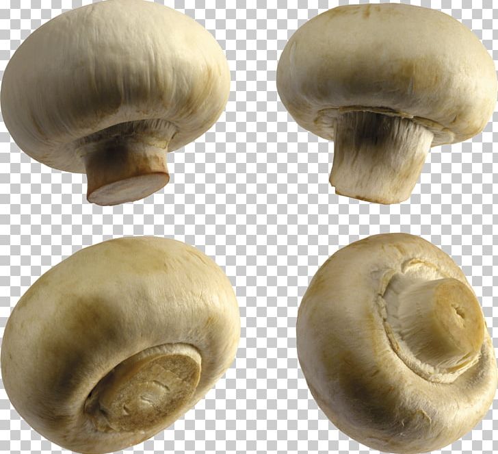 Common Mushroom Fungus PNG, Clipart, Agaricaceae, Agaricomycetes, Agaricus, Boletus, Brass Free PNG Download