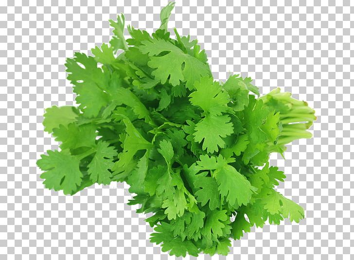 Coriander Chutney Herb Vegetable Leaf PNG, Clipart, Arugula, Basil, Bunch, Celery, Chives Free PNG Download