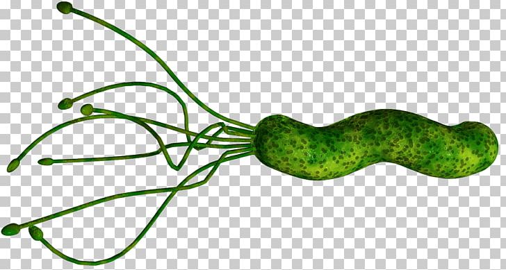Helicobacter Pylori Infection Peptic Ulcer Disease Bacteria Gastritis PNG, Clipart, Bacteria, Barry Marshall, Chronic Condition, Disease, Duodenum Free PNG Download