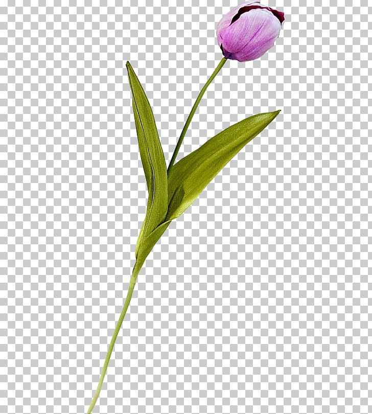 Tulip Plant Stem Petal Diary LiveInternet PNG, Clipart, Bud, Diary, Flower, Flowering Plant, Flowers Free PNG Download