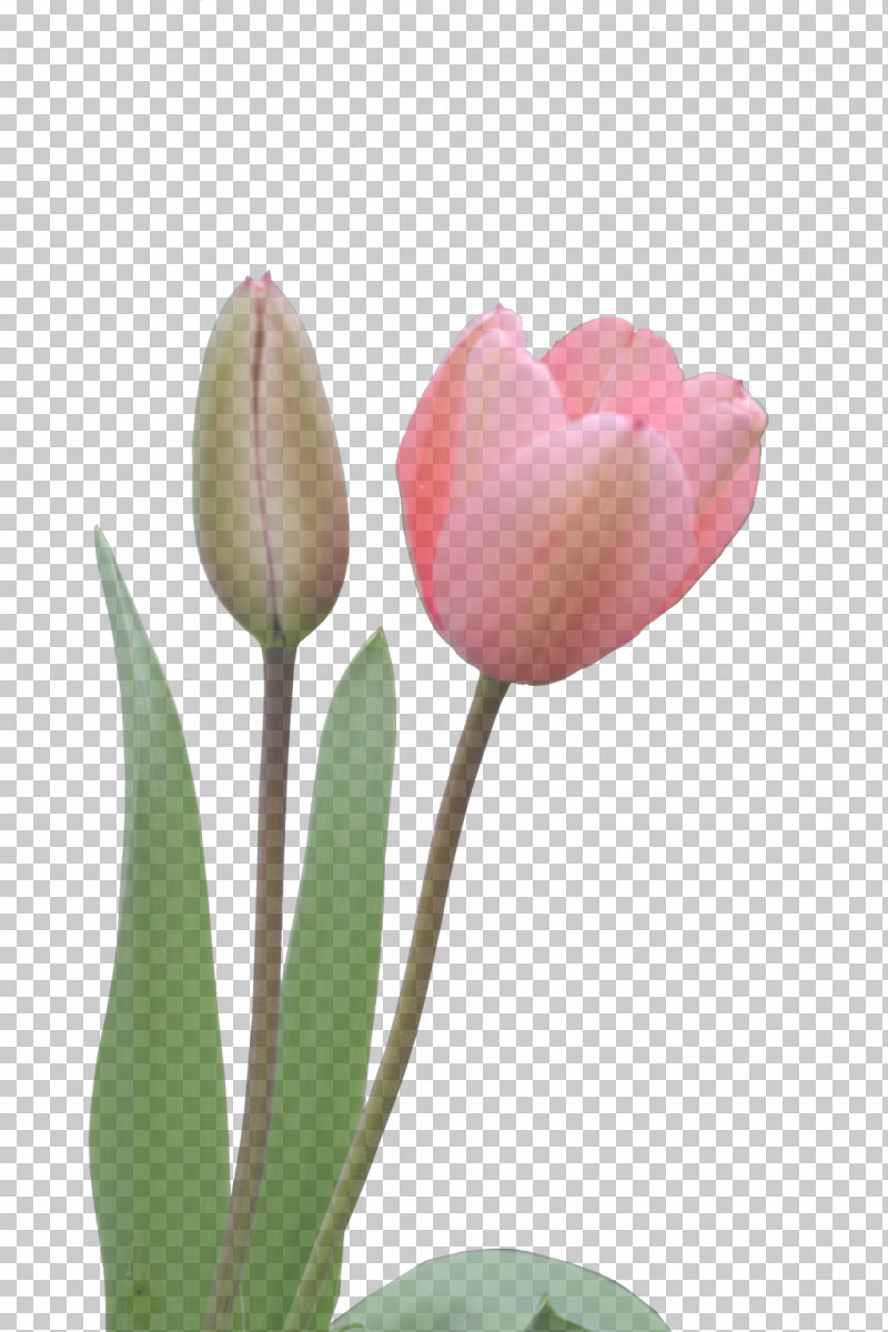 Tulip Plant Stem Cut Flowers Bud Petal PNG, Clipart, Biology, Bud, Cut Flowers, Flower, Petal Free PNG Download