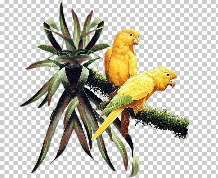 Bird Parakeet PNG, Clipart, Animaatio, Animal, Animals, Beak, Bird Free PNG Download