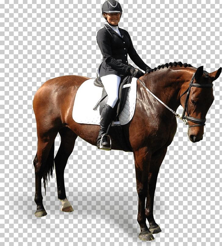 Hunt Seat Stallion Dressage Horse Bridle PNG, Clipart, Animals, Animal Training, Bit, English Riding, Equestrian Free PNG Download