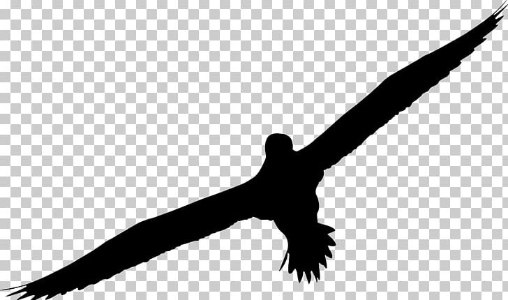 Silhouette Gannet Drawing PNG, Clipart, Animals, Beak, Bird, Bird Clipart, Bird Of Prey Free PNG Download