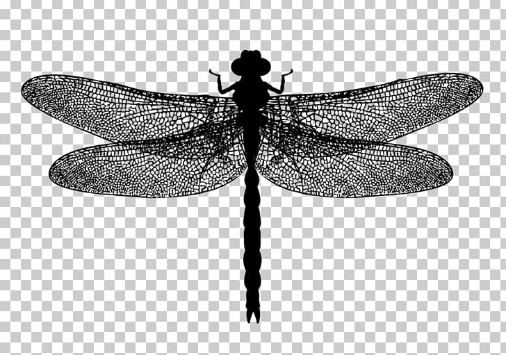 Dragonfly Photography PNG, Clipart, Art, Arthropod, Black And White, Dragonflies And Damseflies, Dragonfly Free PNG Download