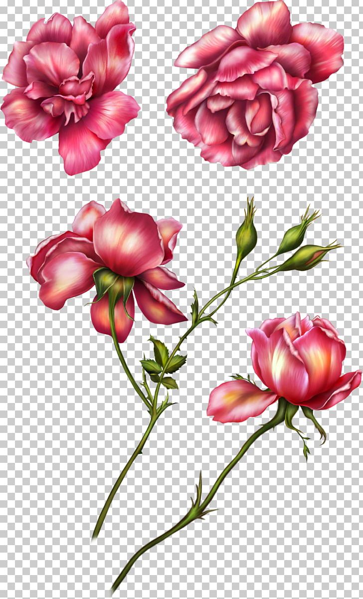 Flower Garden Roses PNG, Clipart, Cut Flowers, Faststone Image Viewer, Flower, Flowering Plant, Garden Roses Free PNG Download