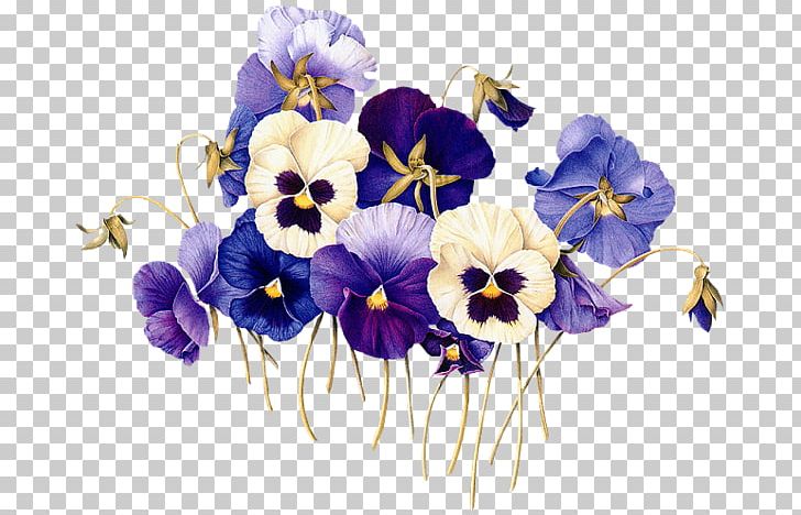 Pansy Botanical Illustration Botany Flower Art PNG, Clipart, Art, Author, Botanical Illustration, Botany, Cut Flowers Free PNG Download