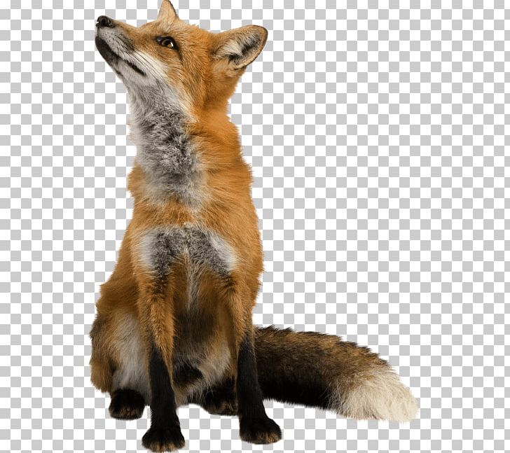 Portable Network Graphics Psd Fox PNG, Clipart, Animals, Background, Carnivoran, Dhole, Dog Breed Free PNG Download