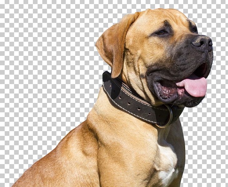 Dogs PNG, Clipart, Dogs Free PNG Download